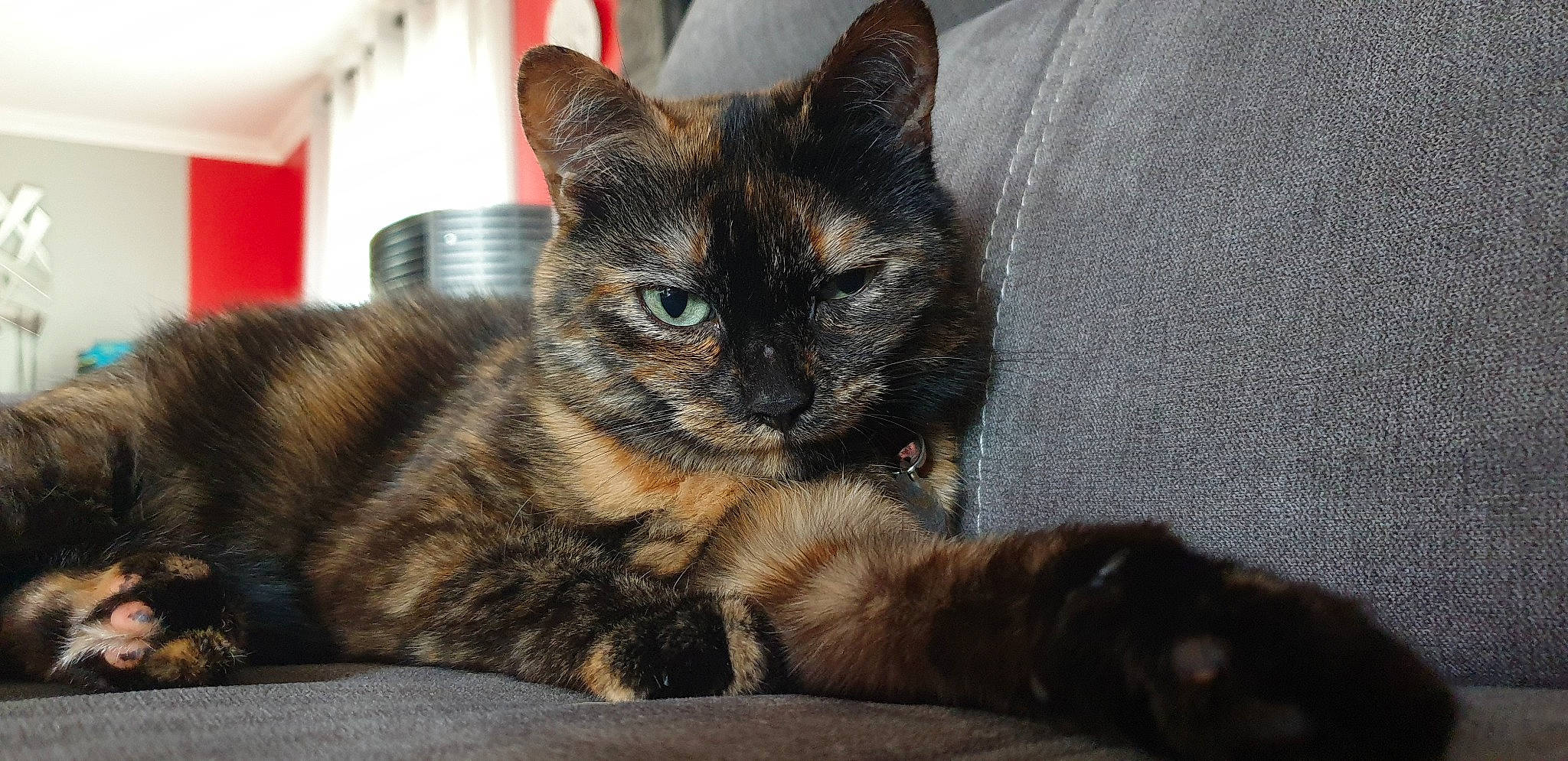 Fripouille a rejoint le concours — aidez-le/la à gagner de superbes lots ! american_shorthair, asian, california_spangled, carnivore, cat, claw, domestic_short_haired_cat, dragon_li, european_shorthair, felidae, fur, german_rex, kitten, mammal, paw, polydactyl_cat, small_to_medium_sized_cats, snout, tabby_cat, whiskers