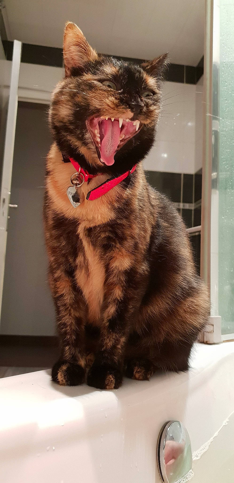 Fripouille a rejoint le concours — aidez-le/la à gagner de superbes lots ! asian, carnivore, cat, domestic_short_haired_cat, dragon_li, european_shorthair, facial_expression, felidae, fur, kurilian_bobtail, mammal, small_to_medium_sized_cats, snout, tabby_cat, tooth, whiskers, yawn