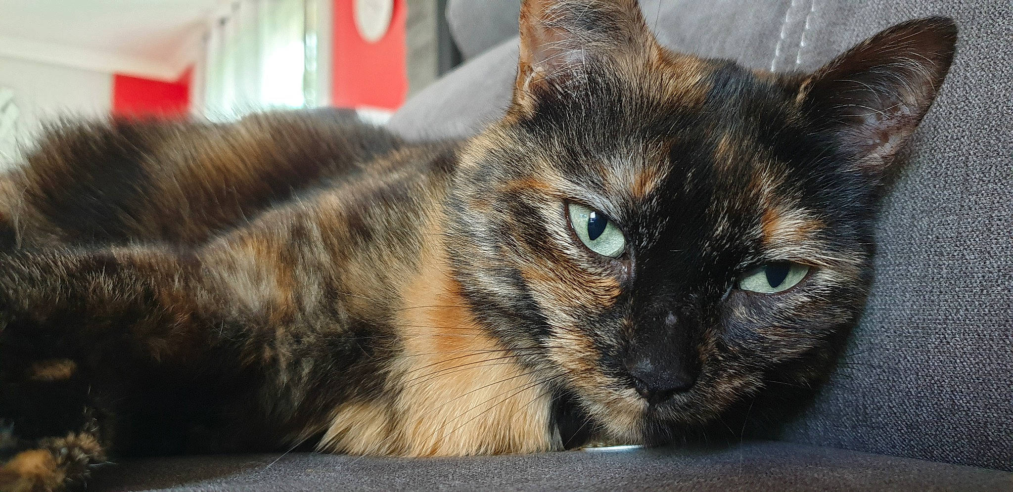 Fripouille a rejoint le concours — aidez-le/la à gagner de superbes lots ! aegean_cat, asian, carnivore, cat, domestic_short_haired_cat, dragon_li, european_shorthair, felidae, fur, german_rex, mammal, small_to_medium_sized_cats, tabby_cat, toyger, vertebrate, whiskers