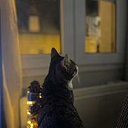 Aslan a rejoint le concours — aidez-le/la à gagner de superbes lots ! cat, window, night, indoor, lights, jar, shadow, animal, pet, feline, curiosity, dark, cozy, blurred_background, quiet, contemplative, domestic, warm_lighting, home, still_life