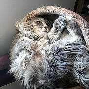 Pete The Cat joined the competition — help win amazing prizes! animal, cat, cat_bed, closeup, cozy, cute, feline, fluffy, fur, gray, home, indoor, paw, pet, portrait, relaxed, resting, sleepy, soft_light, whiskers
