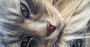 Pete The Cat is registered to the contest to win money with this photo: animal, cat, close_up, cute, detail, domestic, eyes, face, feline, fluffy, fur, indoors, macro, nostalgic, pet, portrait, soft, text_overlay, timestamp, whiskers