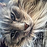 animal, cat, close_up, cute, detail, domestic, eyes, face, feline, fluffy, fur, indoors, macro, nostalgic, pet, portrait, soft, text_overlay, timestamp, whiskers