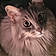 Pete The Cat