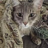 Pete The Cat joined the competition — help win amazing prizes! animal, blanket, cat, closeup, comfort, cozy, cute, eyes, face, feline, fur, indoor, pattern, pet, resting, snug, soft, texture, warm, whiskers