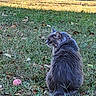Pete The Cat joined the competition — help win amazing prizes! animal, autumn_leaves, cat, daylight, feline, fluffy, fur, garden, grass, gray_cat, leaf_litter, mammal, nature, outdoor, pet, pink_ball, playful, side_view, sitting, wildlife