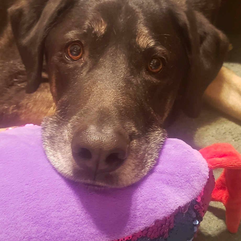 Zeus joined the competition — help win amazing prizes! borador, canidae, carnivore, collar, companion_dog, dog, dog_breed, dog_collar, dog_supply, fur, labrador_retriever, liver, magenta, pet_supply, pink, snout, sporting_group, terrestrial_animal, whiskers, working_animal