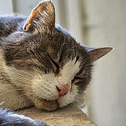 Choupette a rejoint le concours — aidez-le/la à gagner de superbes lots ! cat, sleeping, close_up, fur, whiskers, pink_nose, resting, animal, pet, relaxation, indoors, soft_light, texture, calm, portrait, mammal, feline, cute, peaceful, whisker