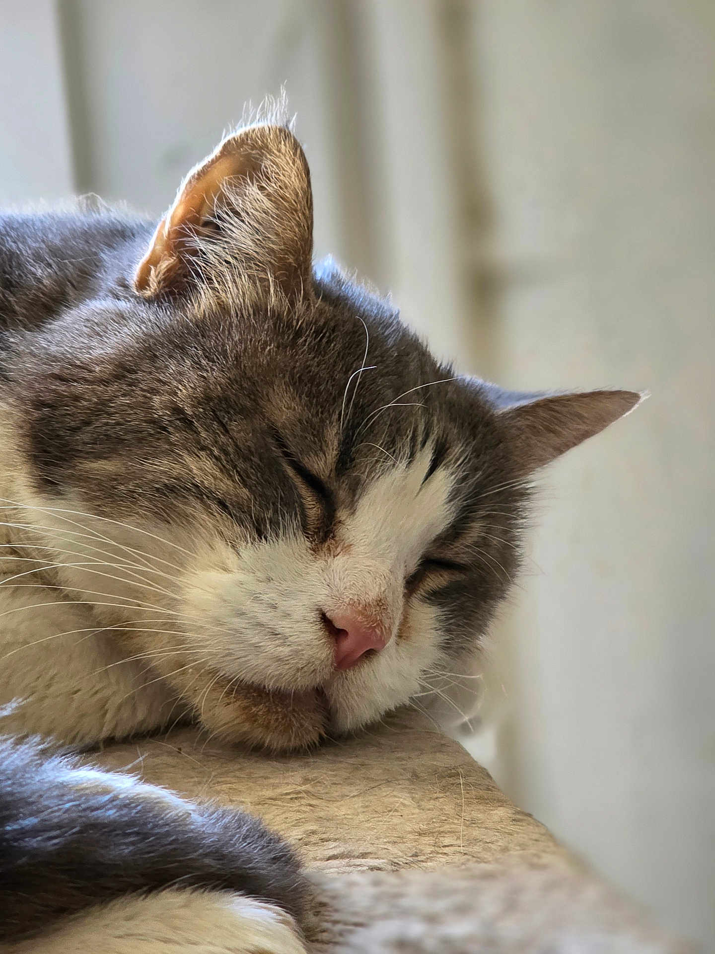 Choupette a rejoint le concours — aidez-le/la à gagner de superbes lots ! cat, sleeping, close_up, fur, whiskers, pink_nose, resting, animal, pet, relaxation, indoors, soft_light, texture, calm, portrait, mammal, feline, cute, peaceful, whisker