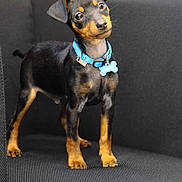 Arlo a rejoint le concours — aidez-le/la à gagner de superbes lots ! adorable, alert, animal, black_and_tan, canine, chair, collar, cute, dog, domestic_animal, ears_up, fur, indoor, looking_up, pet, puppy, small_dog, standing, tag, young