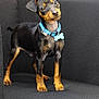 adorable, alert, animal, black_and_tan, canine, chair, collar, cute, dog, domestic_animal, ears_up, fur, indoor, looking_up, pet, puppy, small_dog, standing, tag, young