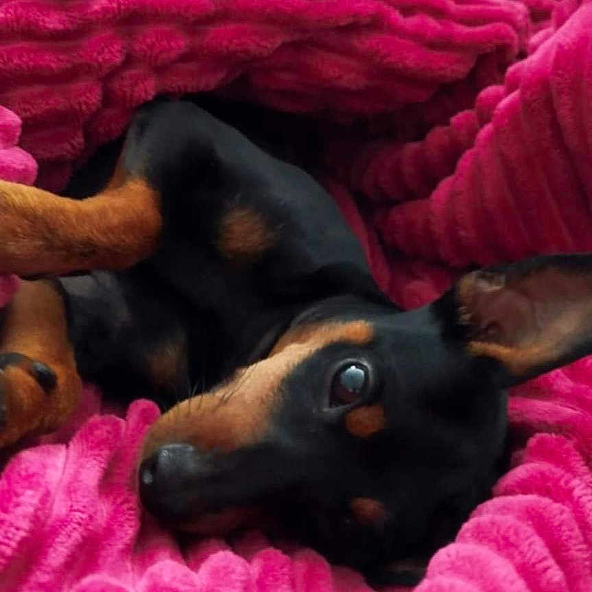 Arlo a rejoint le concours — aidez-le/la à gagner de superbes lots ! animal, black, blanket, comfort, cozy, cute, dog, ears, fur, indoor, lying_down, pet, pink, puppy, relaxed, resting, snuggled, soft, tan, texture