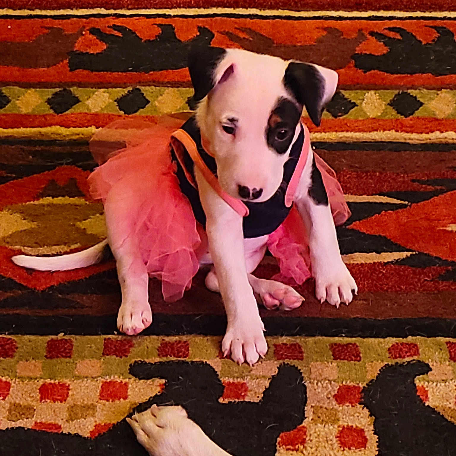 Dottie