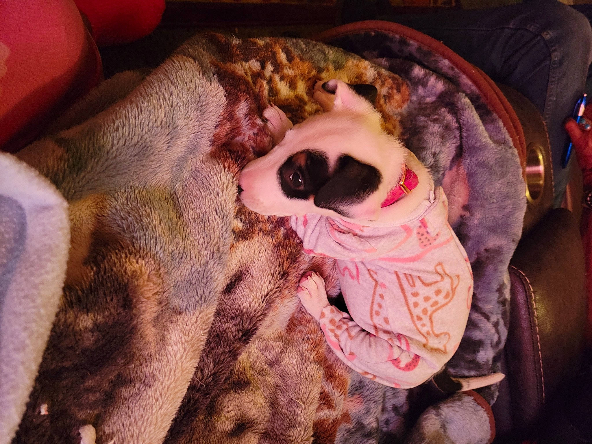 Dottie is registered to the contest to win money with this photo: canidae, carnivore, comfort, companion_dog, couch, dog, dog_breed, eyewear, fawn, felidae, fur, goggles, linens, nap, small_to_medium_sized_cats, snout, sporting_group, sunglasses, toy_dog, whiskers