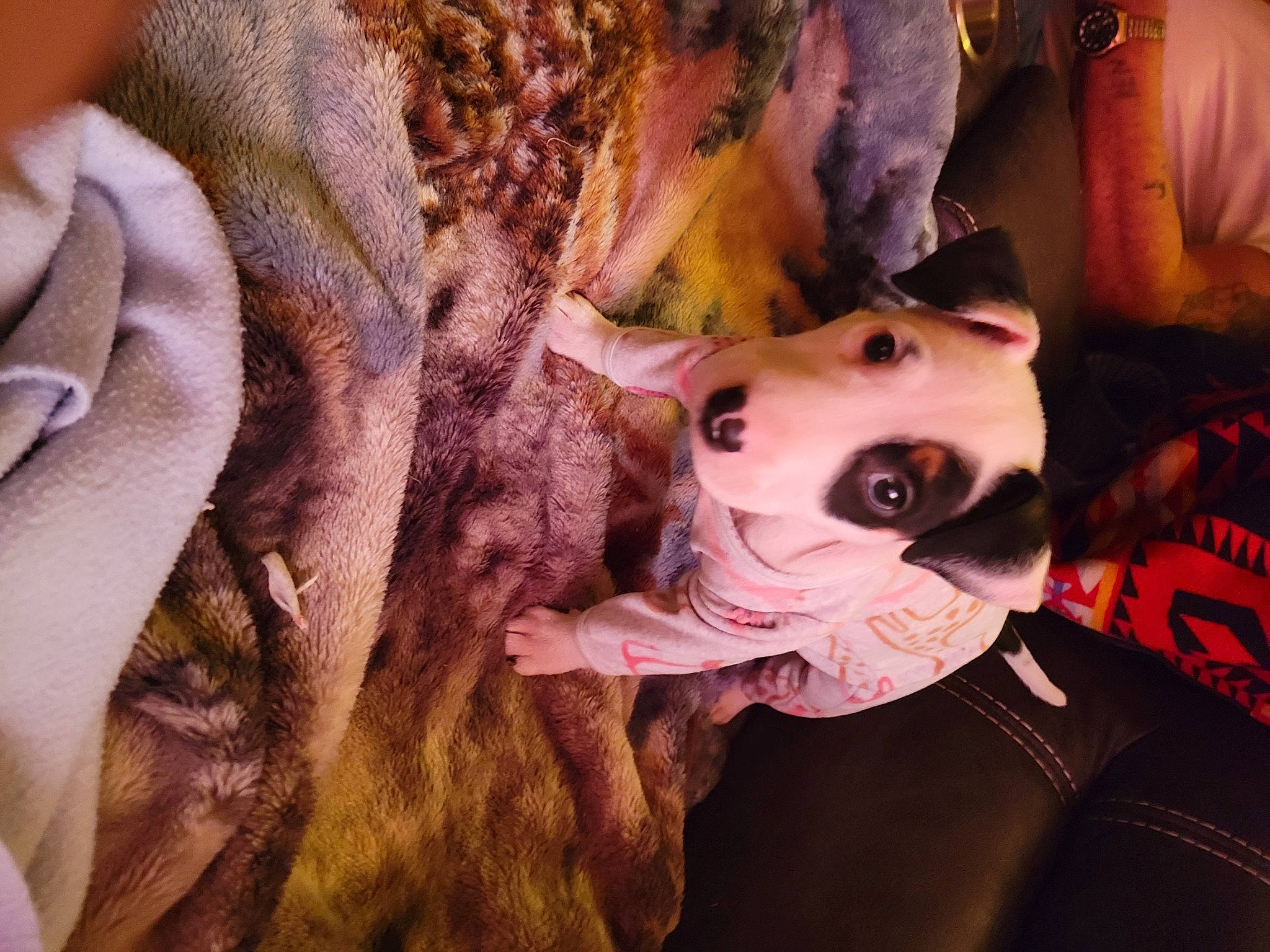 Dottie joined the competition — help win amazing prizes! canidae, carnivore, comfort, companion_dog, dog, dog_breed, dog_clothes, dog_supply, fawn, fictional_character, fur, guard_dog, mask, selfie, snout, sporting_group, textile, toy_dog, whiskers, working_animal