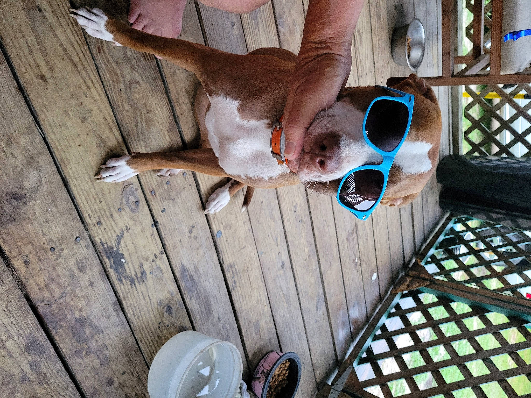 Coco is registered to the contest to win money with this photo: eyewear, flooring, foot, fun, goggles, hardwood, human_leg, leisure, metal, pattern, room, sandal, sunglasses, tableware, vacation, vision_care, wood, wood_stain