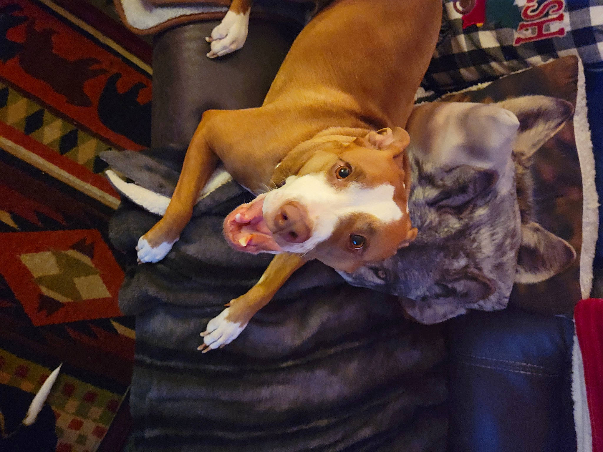 Coco is registered to the contest to win money with this photo: canidae, carnivore, comfort, companion_dog, dog, dog_breed, fawn, flesh, flooring, fun, fur, guard_dog, human_leg, non_sporting_group, paw, snout, sporting_group, thigh, toy, whiskers