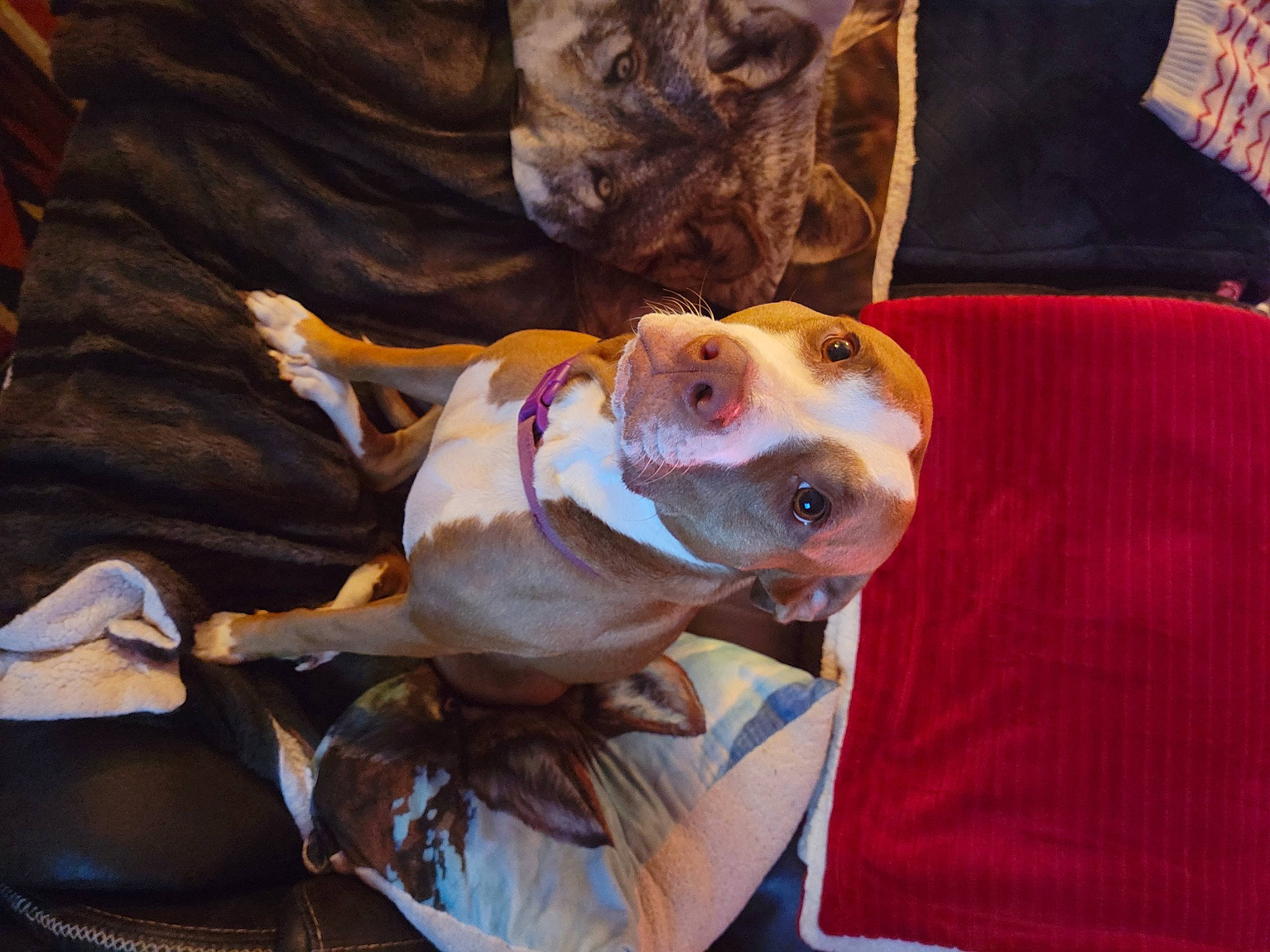 Coco joined the competition — help win amazing prizes! ball, canidae, carnivore, collar, companion_dog, dog, dog_breed, dog_collar, dog_supply, fawn, hound, hunting_dog, leash, non_sporting_group, pet_supply, scent_hound, snout, sporting_group, working_animal