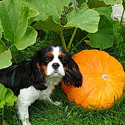 Ruby a rejoint le concours — aidez-le/la à gagner de superbes lots ! dog, puppy, cavalier_king_charles_spaniel, pumpkin, grass, green_leaves, garden, outdoor, nature, plant, autumn, animal, cute, pet, fur, black_and_white, orange, leaf, stem, small_dog