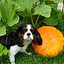 dog, puppy, cavalier_king_charles_spaniel, pumpkin, grass, green_leaves, garden, outdoor, nature, plant, autumn, animal, cute, pet, fur, black_and_white, orange, leaf, stem, small_dog