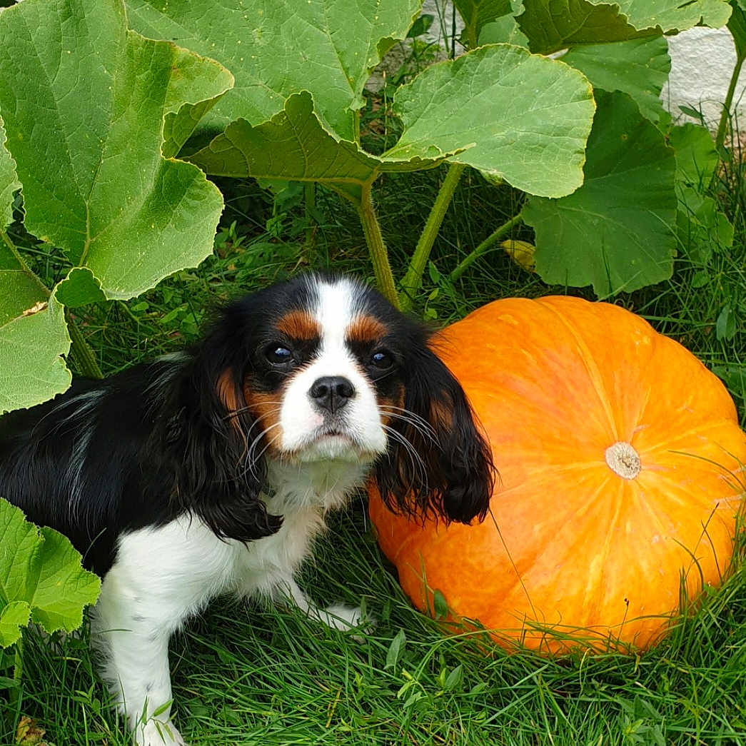 Ruby a rejoint le concours — aidez-le/la à gagner de superbes lots ! animal, autumn, black_and_white, cavalier_king_charles_spaniel, cute, dog, fur, garden, grass, green_leaves, leaf, nature, orange, outdoor, pet, plant, pumpkin, puppy, small_dog, stem