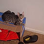 Diamond joined the competition — help win amazing prizes! cat, tabby_cat, cardboard_box, red_cloth, slip_on_shoes, carpet, indoor, wall, pet, feline, domestic_animal, relaxed, curious, resting, floor, household, cozy, looking_at_camera, animal, brown