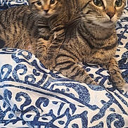 Diamond is registered to the contest to win money with this photo: cat, kitten, tabby, animal, pet, feline, mammal, bed, blanket, pattern, striped, cute, resting, indoor, fur, whiskers, ears, eyes, comfort, cozy