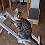 cat, tabby_cat, exercise_machine, living_room, carpet, furniture, glass_table, couch, cat_scratch_ramp, pet, animal, indoor, curious, perched, wooden_legs, electronics, cozy, home, relaxation, domestic