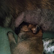 George participe au concours pour gagner de l'argent avec cette photo : puppy, dog, nursing, mother_dog, fur, sleeping, newborn, close_up, pet, animal, cozy, bedding, paw, snout, head, brown, texture, soft, resting, portrait