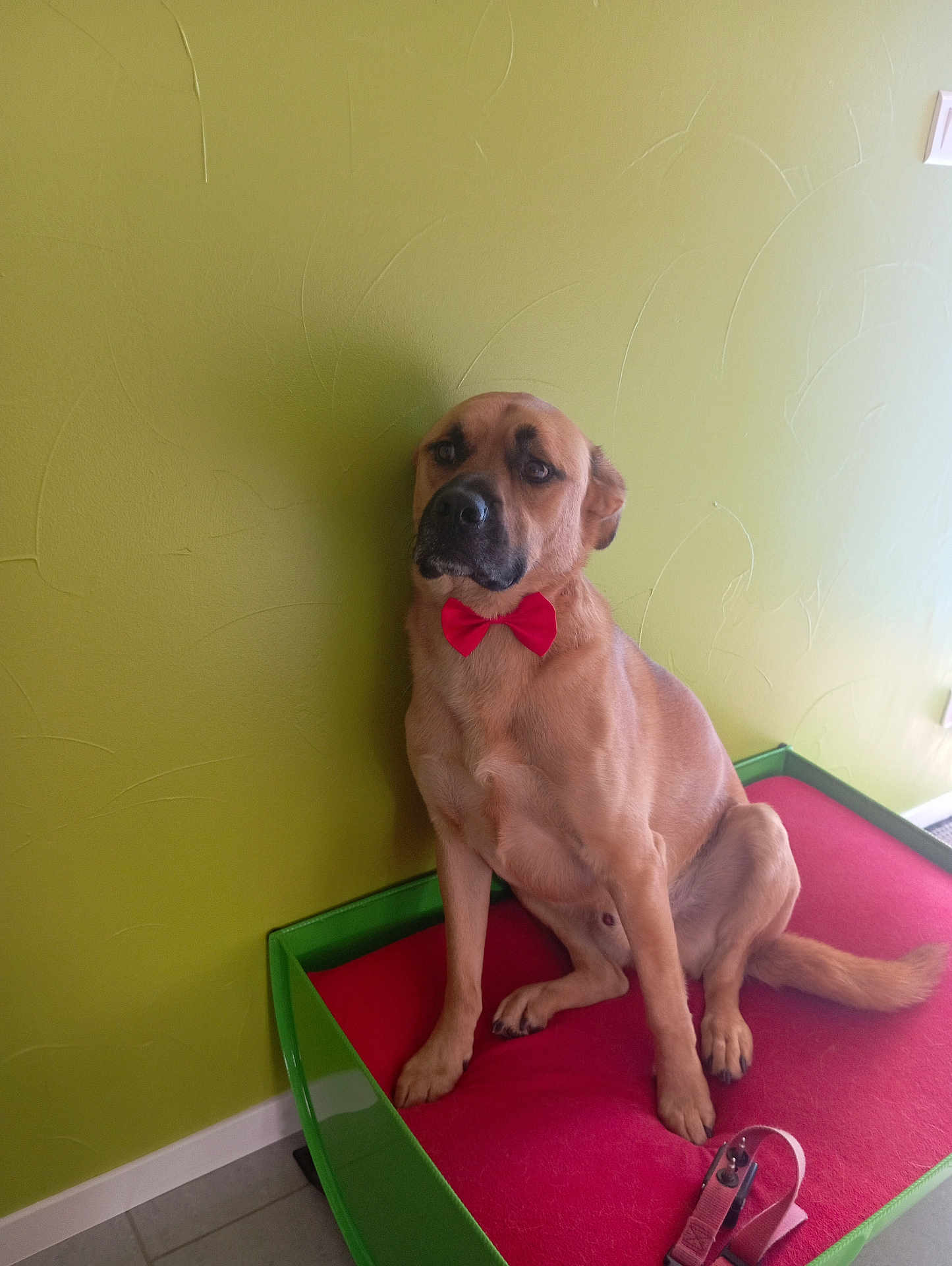George a rejoint le concours — aidez-le/la à gagner de superbes lots ! dog, bow_tie, red_bow_tie, pet_bed, green_wall, sitting, leash, tile_floor, indoor, portrait, brown_fur, medium_sized_dog, paws, ears, snout, pet_accessory, resting, looking_at_camera, home_interior, cute