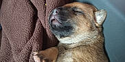 George a rejoint le concours — aidez-le/la à gagner de superbes lots ! puppy, dog, sleeping_puppy, brown_blanket, blanket, fur, paw, nose, closed_eyes, cozy, indoor, closeup, portrait, pet, newborn, resting, soft_texture, tiny_paws, snout, sleeping