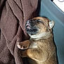 puppy, dog, sleeping_puppy, brown_blanket, blanket, fur, paw, nose, closed_eyes, cozy, indoor, closeup, portrait, pet, newborn, resting, soft_texture, tiny_paws, snout, sleeping
