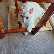 Yumi participe au concours pour gagner de l'argent avec cette photo : cat, white_cat, indoor, wooden_chair, floor, curious, pet, animal, paw, furniture, rug, window, curtain, light, home, domestic, playful, looking_up, flooring, cozy