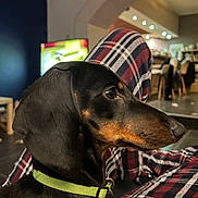 Alba a rejoint le concours — aidez-le/la à gagner de superbes lots ! animal, black, blurred_background, brown, canine, close_up, collar, cozy, dachshund, dog, domestic, furniture, indoor, lap, living_room, person, pet, plaid_pants, portrait, side_profile