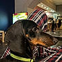 animal, black, blurred_background, brown, canine, close_up, collar, cozy, dachshund, dog, domestic, furniture, indoor, lap, living_room, person, pet, plaid_pants, portrait, side_profile