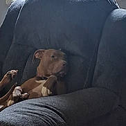 Hazel Marie joined the competition — help win amazing prizes! armchair, brown_dog, canine, collar, comfortable, cozy, dog, domestic, home, indoor, natural_light, paw, pet, plush_furniture, quiet, relaxed, resting, seated, side_view, window