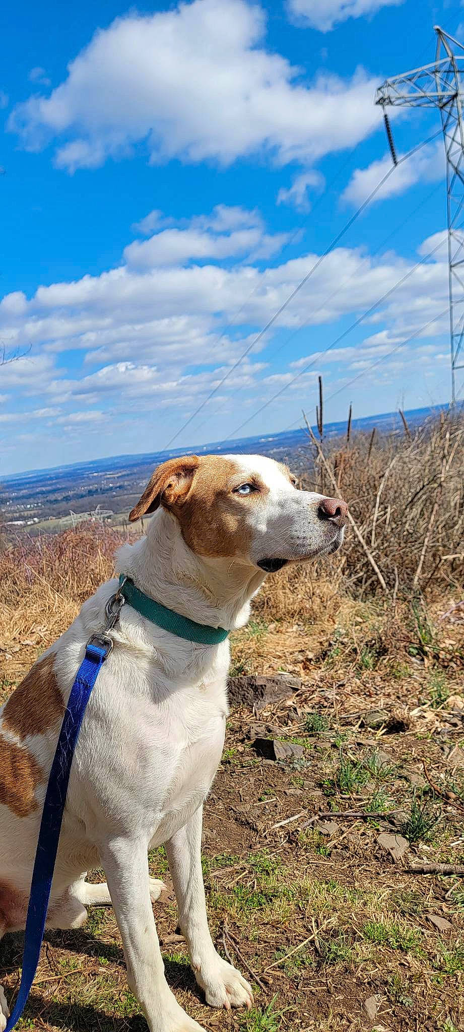 Nelson is registered to the contest to win money with this photo: canidae, carnivore, cloud, collar, companion_dog, dog, dog_breed, dog_collar, dog_supply, fawn, grass, landscape, leash, pet_supply, plant, sky, snout, sporting_group, working_animal, working_terrier