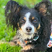 Gomette a rejoint le concours — aidez-le/la à gagner de superbes lots ! dog, pet, portrait, close_up, grass, outdoor, bokeh, ears, nose, eyes, collar, harness, tricolor, black_fur, white_fur, brown_fur, furry, adorable, relaxed, shallow_depth_of_field