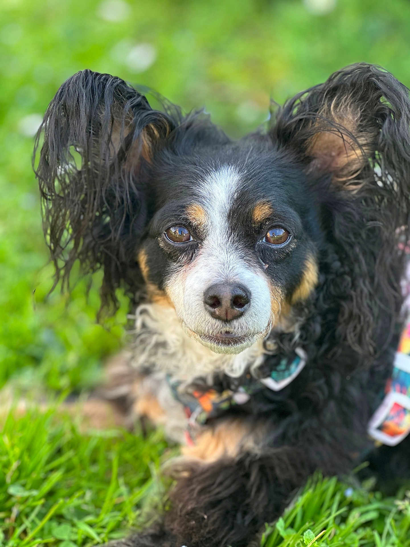 Gomette a rejoint le concours — aidez-le/la à gagner de superbes lots ! dog, pet, portrait, close_up, grass, outdoor, bokeh, ears, nose, eyes, collar, harness, tricolor, black_fur, white_fur, brown_fur, furry, adorable, relaxed, shallow_depth_of_field
