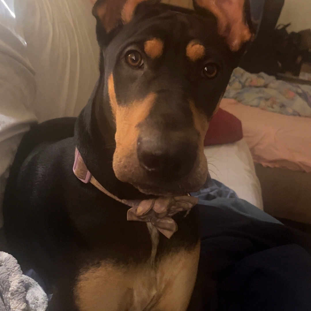 Daisy is registered to the contest to win money with this photo: animal, bed, black, blanket, brown, canine, collar, companion, cozy, cute, doberman, dog, domestic, ears, furniture, indoor, looking, pet, portrait, resting