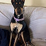 Daisy is registered to the contest to win money with this photo: animal, black, collar, companion, couch, doberman, dog, domestic, ears, framed_photos, furniture, indoor, looking, pet, portrait, relaxed, sitting, tan, wall, white