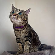 Nala is registered to the contest to win money with this photo: alert, animal, blue_eyes, cat, close_up, curious, cute, domestic_cat, feline, furry, indoor, mammal, pet, portrait, purple_collar, sitting, soft_surface, striped_fur, tabby_cat, whiskers
