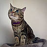 alert, animal, blue_eyes, cat, close_up, curious, cute, domestic_cat, feline, furry, indoor, mammal, pet, portrait, purple_collar, sitting, soft_surface, striped_fur, tabby_cat, whiskers
