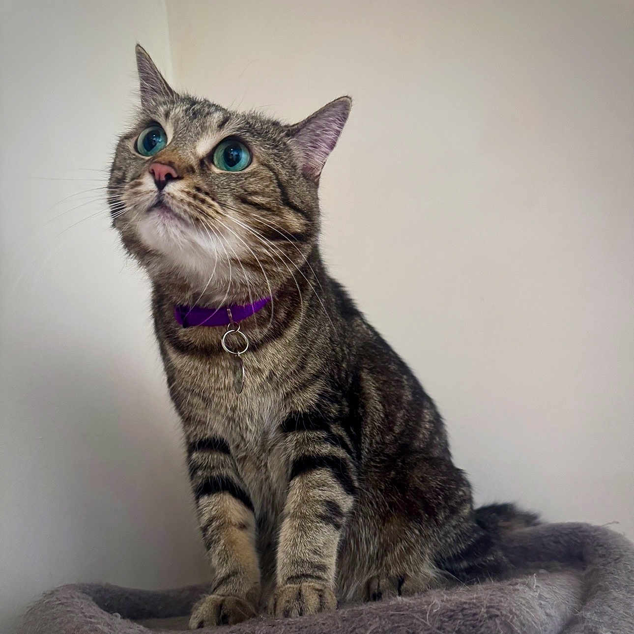 Nala