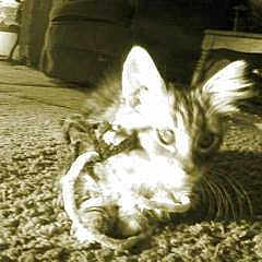 Baby Nala