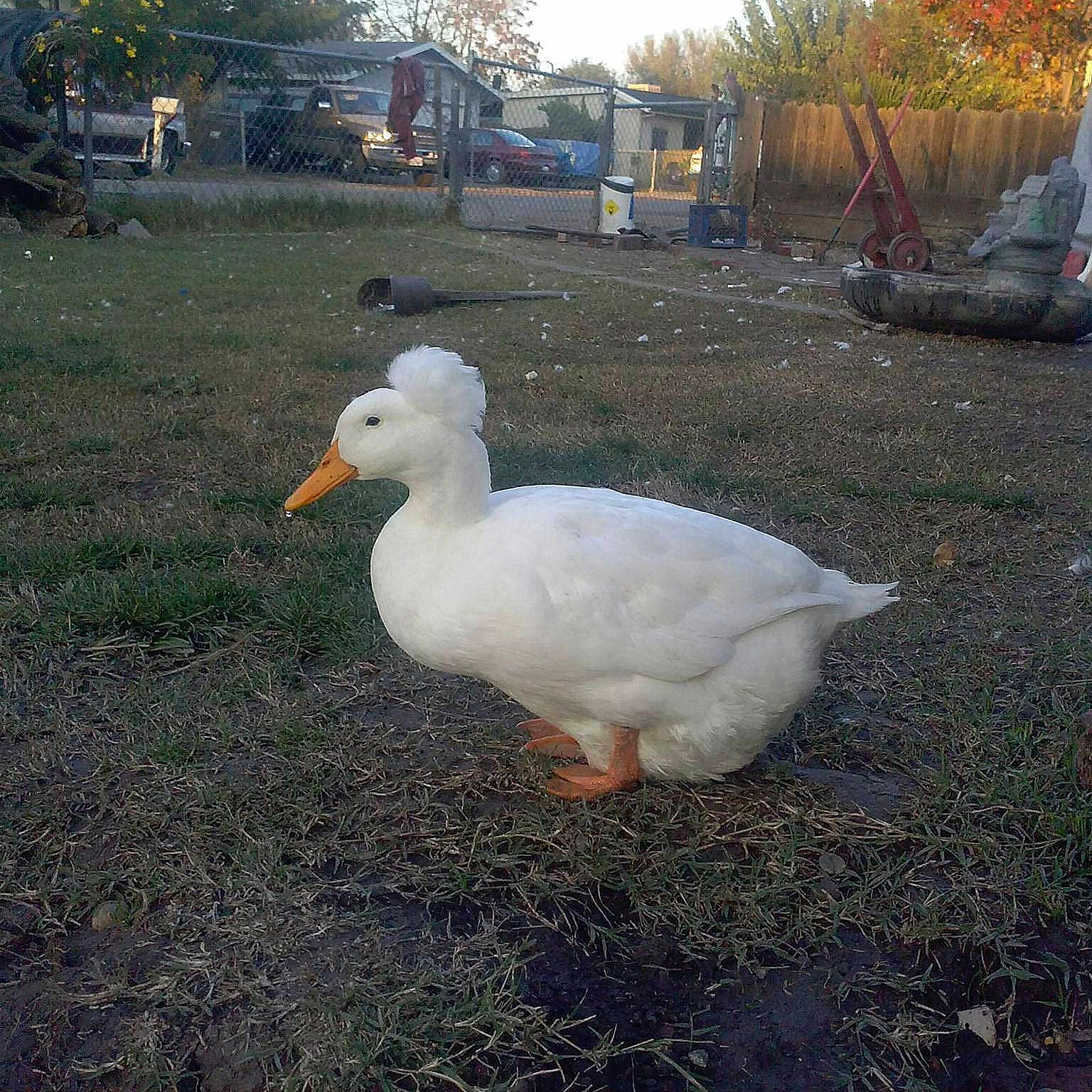 Quack joined the competition — help win amazing prizes!