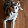 animal, canine, companion, cute, dog, domestic_animal, ears, eyes, friendly, fur, husky, indoors, looking_up, lying_down, mammal, pet, playful, puppy, wooden_floor, young