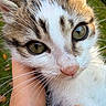 kitten, cat, close_up, pet, animal, whiskers, fur, green_eyes, hand, outdoor, nature, cute, portrait, young, mammal, feline, domestic_animal, soft, adorable, curious