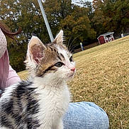 Calvin joined the competition — help win amazing prizes! kitten, cat, animal, pet, outdoor, grass, autumn, trees, person, lap, jeans, fur, cute, nature, field, sitting, small, red_shed, whiskers, curious