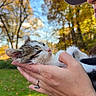 kitten, cat, hand, person, outdoor, autumn, trees, green_grass, blue_sky, cap, nature, fall_leaves, closeup, pet, animal, cute, young_cat, fall_season, love, gentle